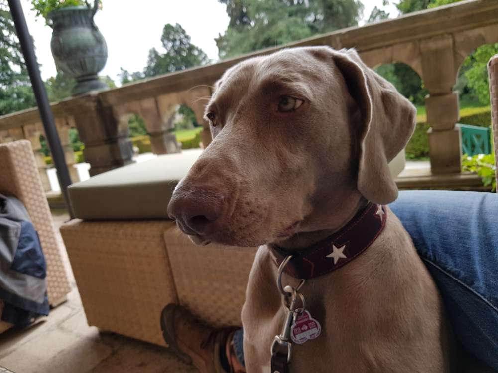 Hundetreffen-Alle Hundchen-Profilbild