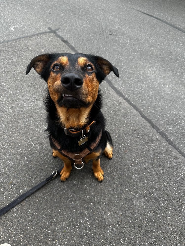 Hundetreffen-Spielkameraden-Profilbild