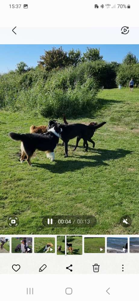 Hundetreffen-Hundewiese Campingplatz Seepark Sütel-Profilbild