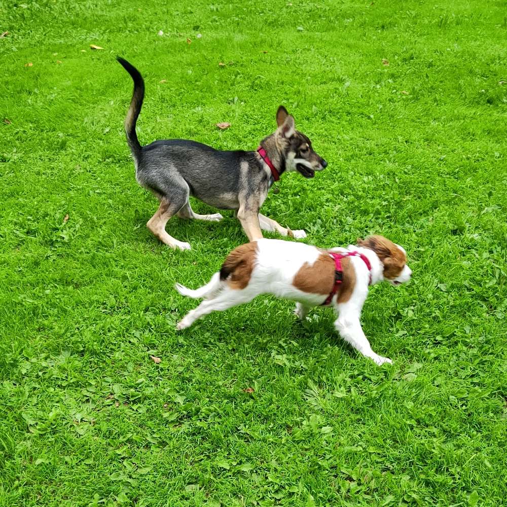 Hundetreffen-Gassigefährten gesucht Region Zofingen-Profilbild