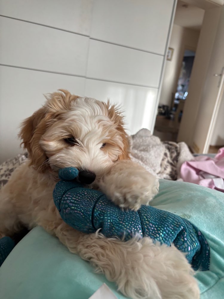 Hundetreffen-Milo sucht Freunde-Profilbild