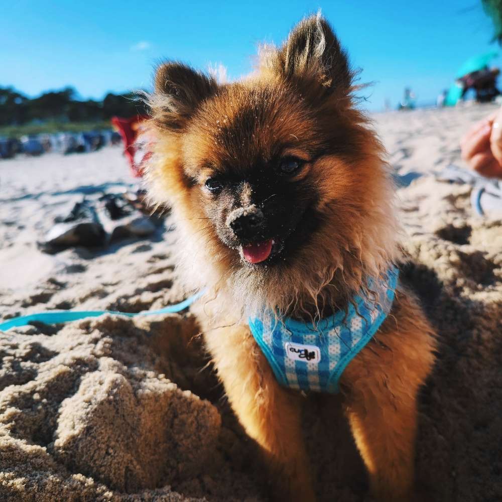 Hundetreffen-Junghundtreffen für kleine Hunde-Profilbild