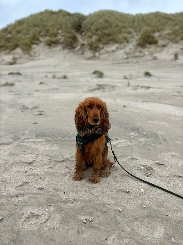 Hundetreffen-Gemeinsame Spaziergänge-Profilbild