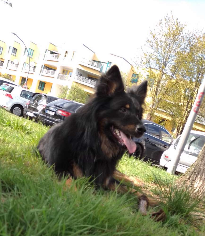 Hundetreffen-Gassi Kumpel gesucht-Profilbild