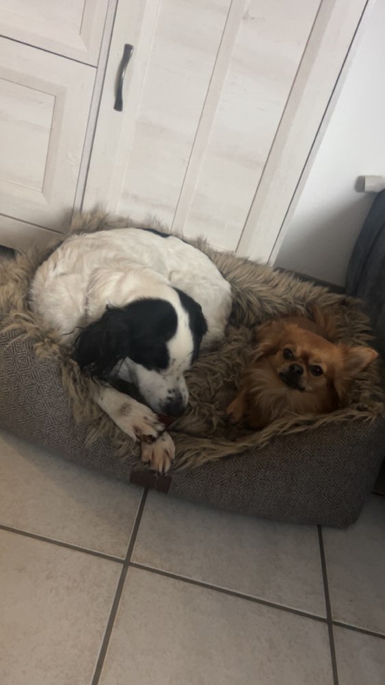 Hundetreffen-Schmitti sucht neue Hunde Buddies 🐶🫶-Profilbild