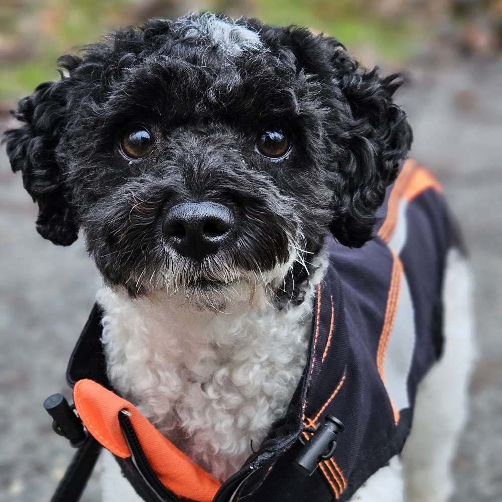 Hundetreffen-Gassi,Spiel & Spaß für "die Kleinen"-Profilbild