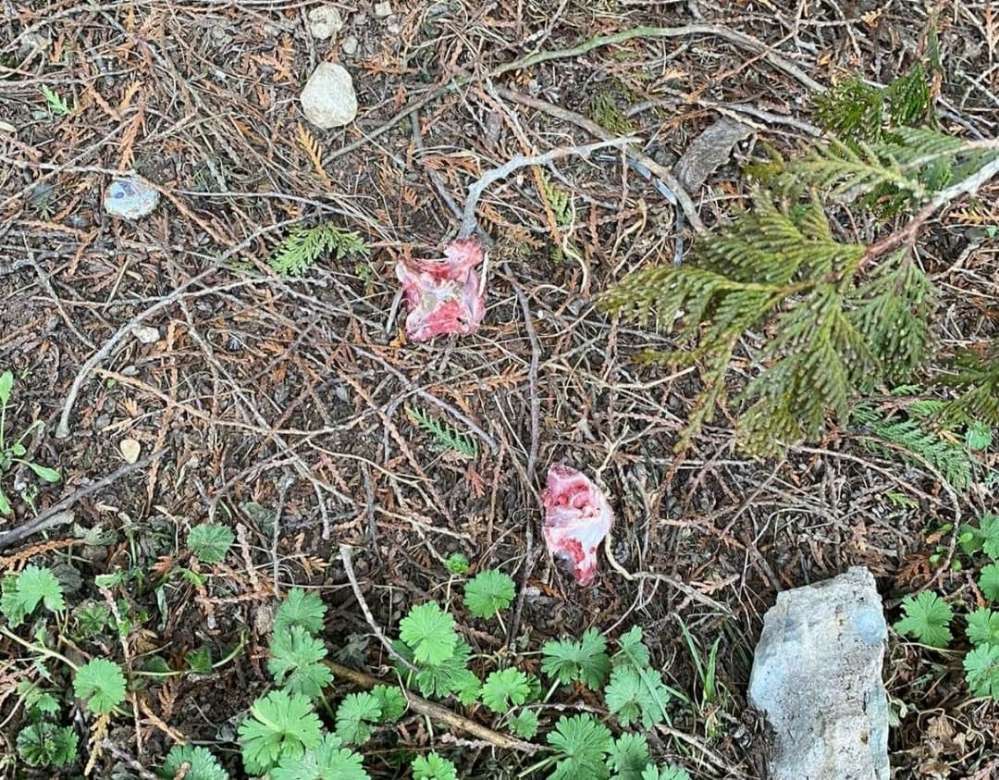 Giftköder-Giftköder in Hohenstadt (Wasserturm)-Profilbild