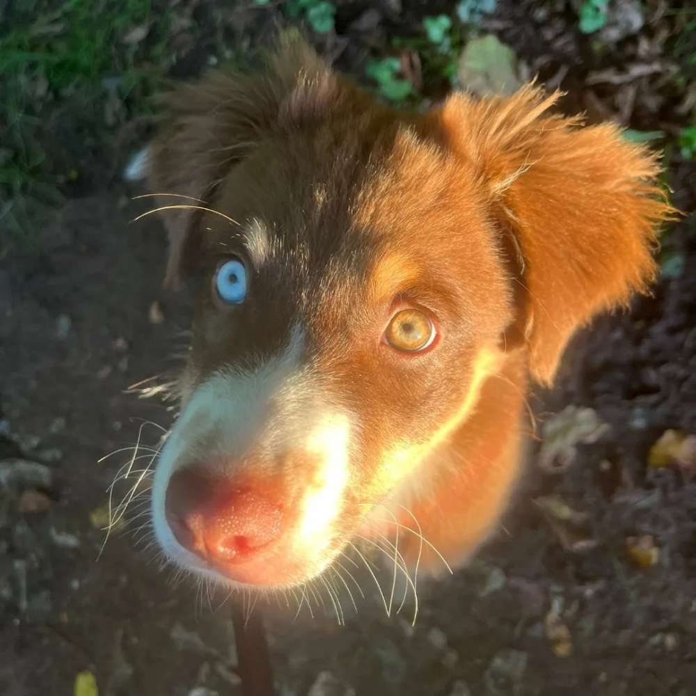 Hundetreffen-Social walk mit Training🐾-Profilbild