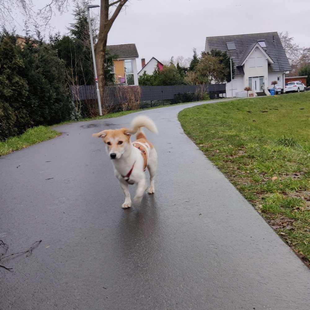 Hundetreffen-Spaziergang + Spielen-Profilbild
