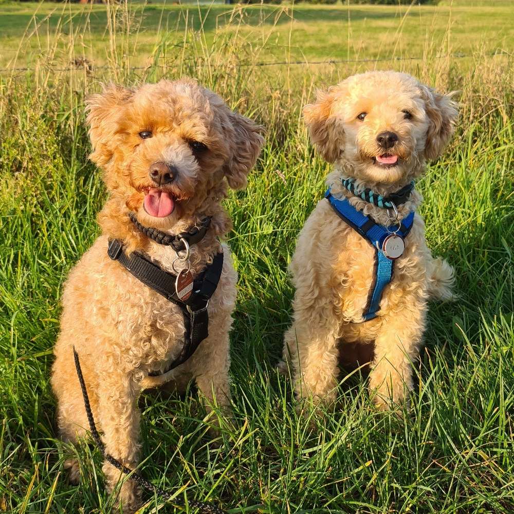 Hundetreffen-Trainings-/Spielpartner gesucht-Profilbild