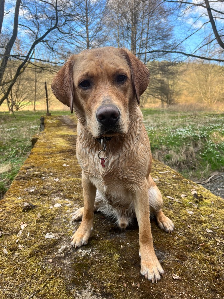 Hundetreffen-Spielen/ Toben/ Gassi gehen an der Werra-Profilbild