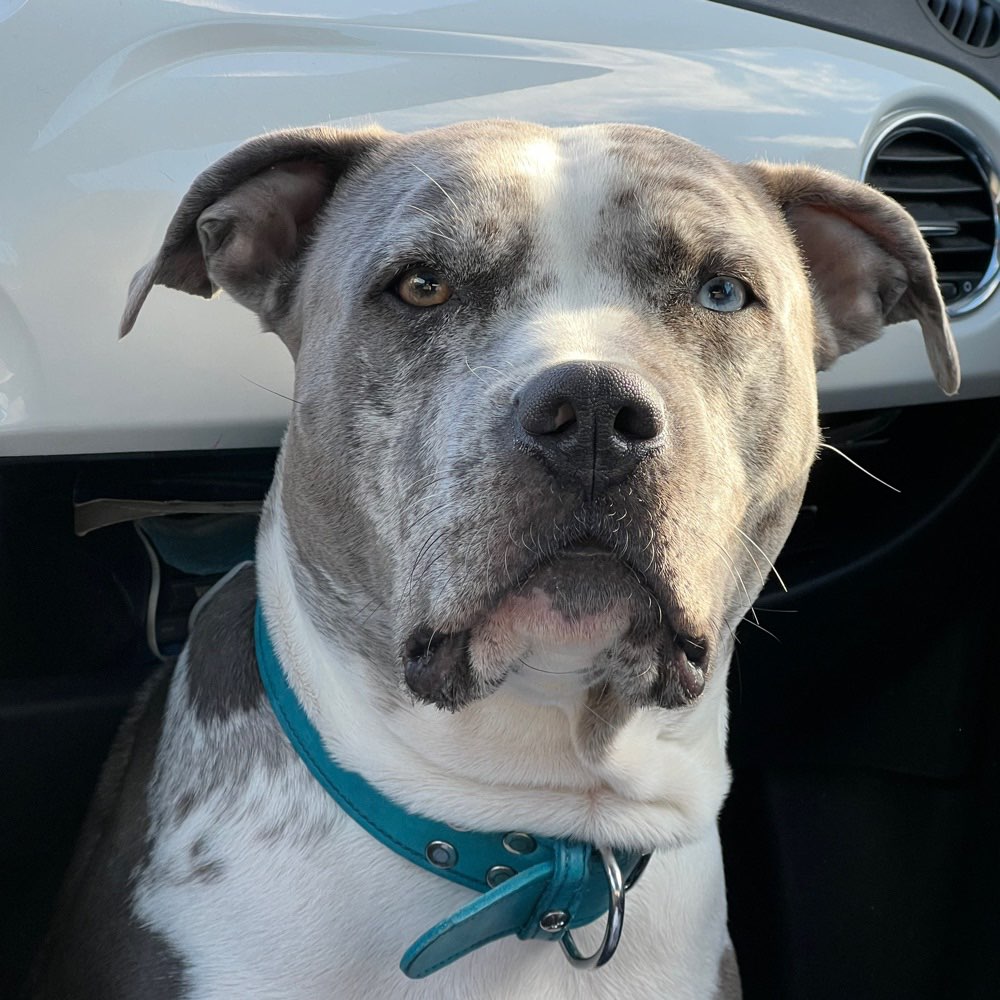 Hundetreffen-Spaziergang wie auch  Spiel und Spaß .-Profilbild