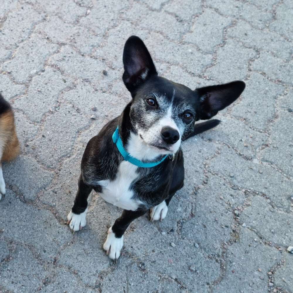 Hundetreffen-Suche Souveräne Hundekontakte fürs Training-Profilbild