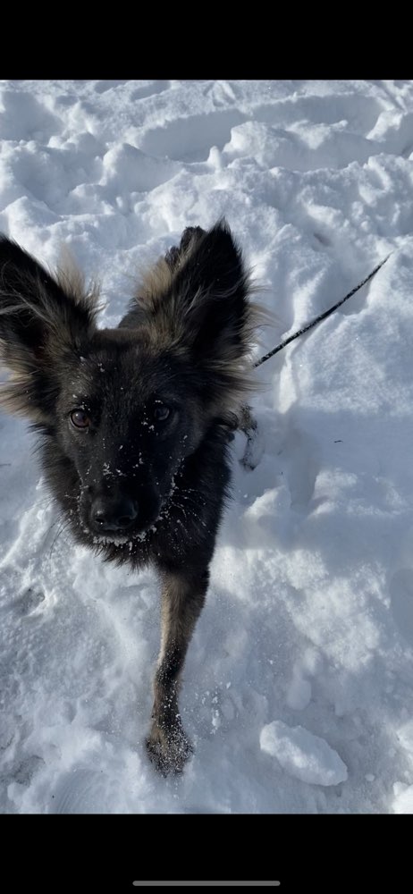 Hundetreffen-Auf der Suche nach Spielpartner-Profilbild