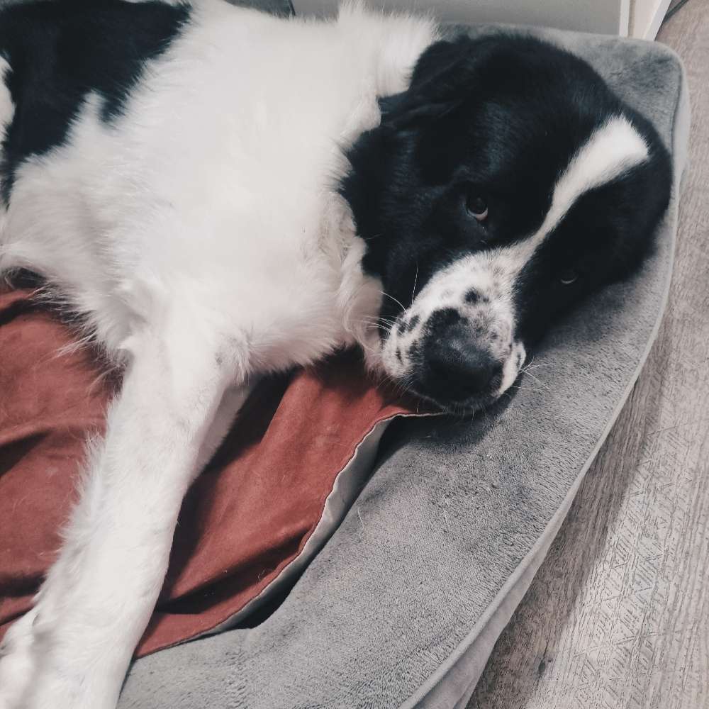 Hundetreffen-Spielkameraden finden-Profilbild