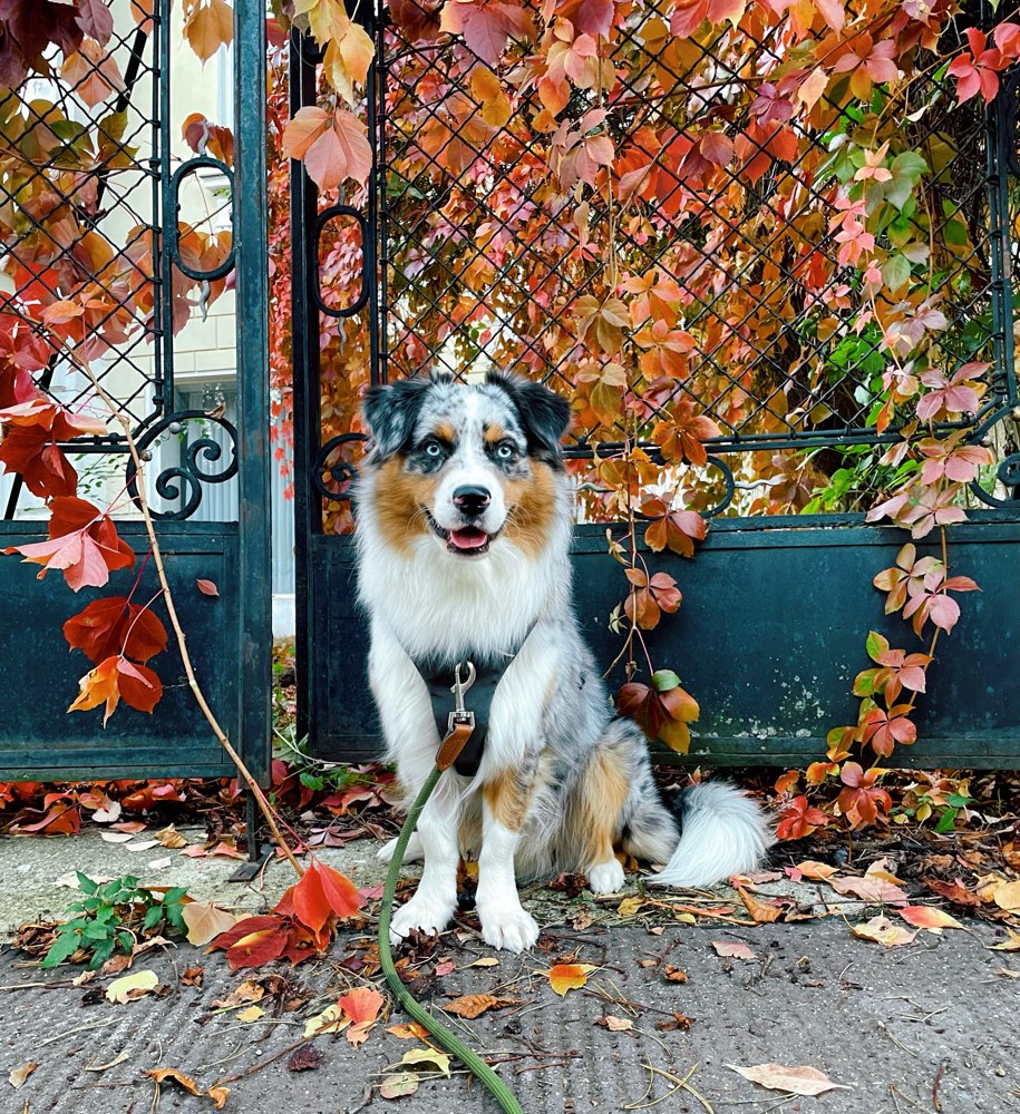 Hundetreffen-Gassi/spielen/gemeinsames Training-Profilbild