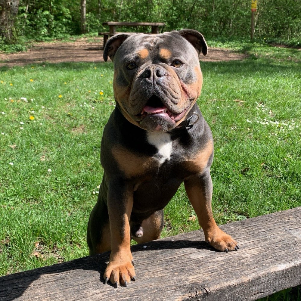 Hundetreffen-Gassirunde / Spielfreunde-Profilbild