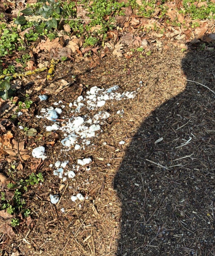 Giftköder-Giftköder auf Ameisenhügel-Profilbild