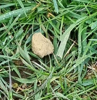 Giftköder-Möglicher Giftköder-Profilbild