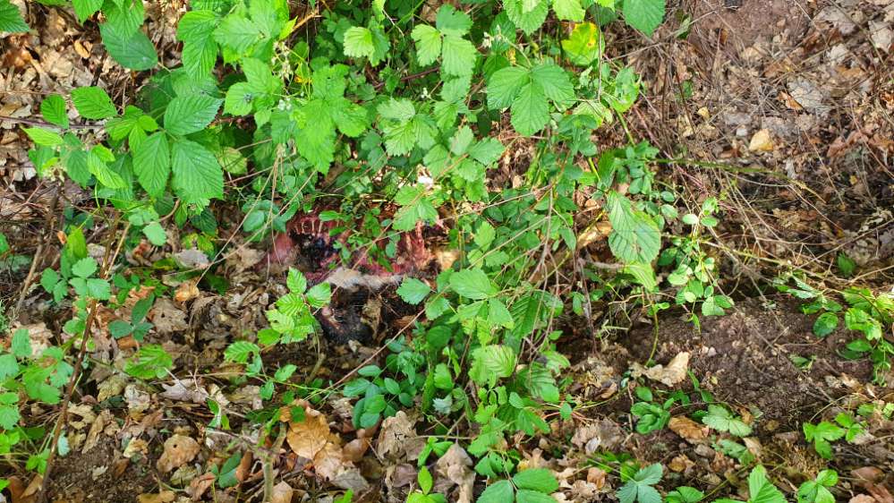 Giftköder-Rehkitz Kadaver-Profilbild