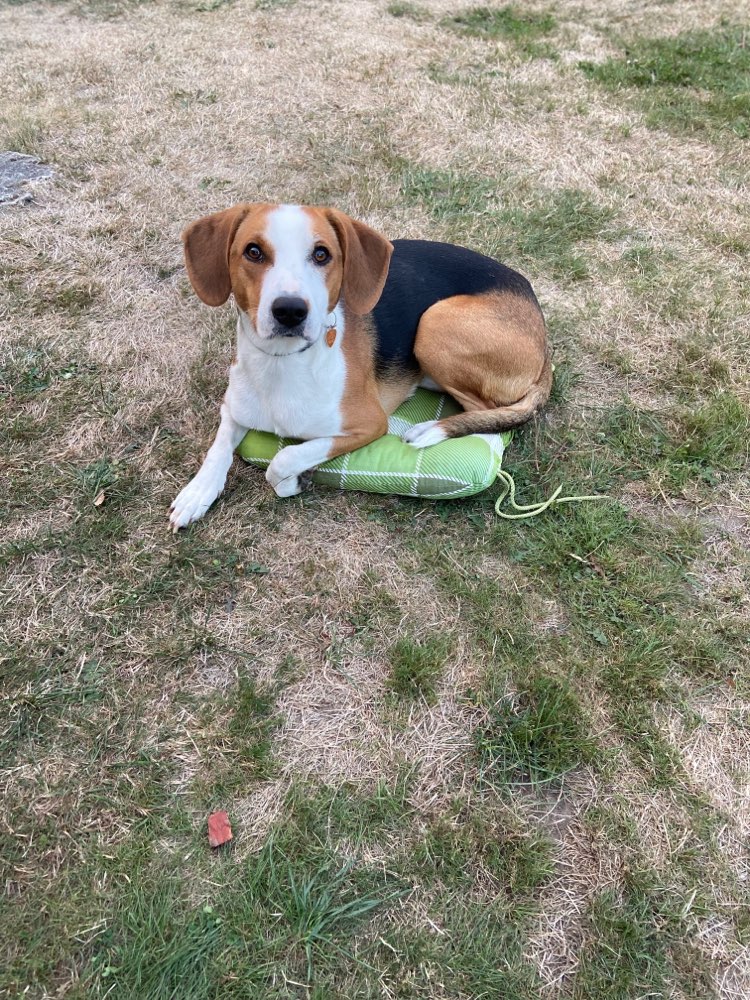 Hundetreffen-Gemeinsam spazieren gehen-Profilbild