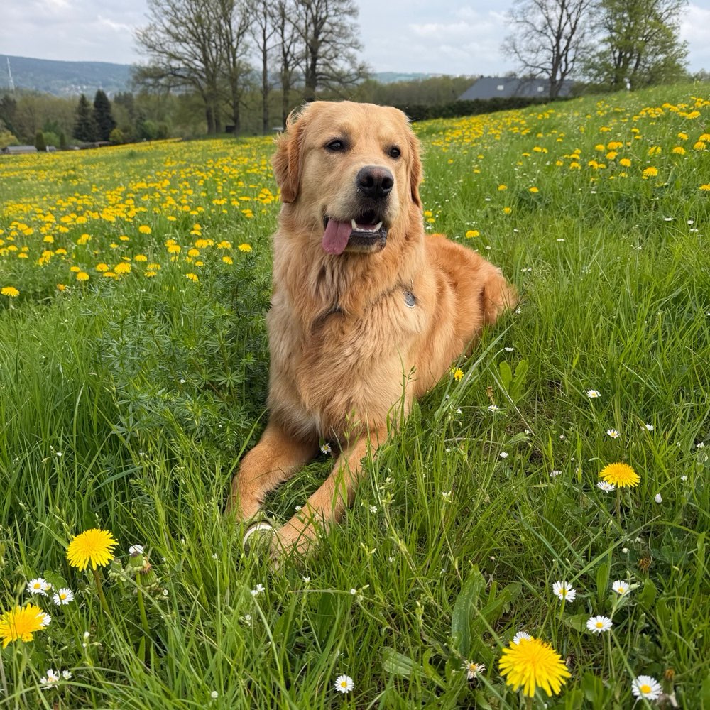 Hundetreffen-Suchen neue Hundefreunde für meine Golden Retriever-Profilbild