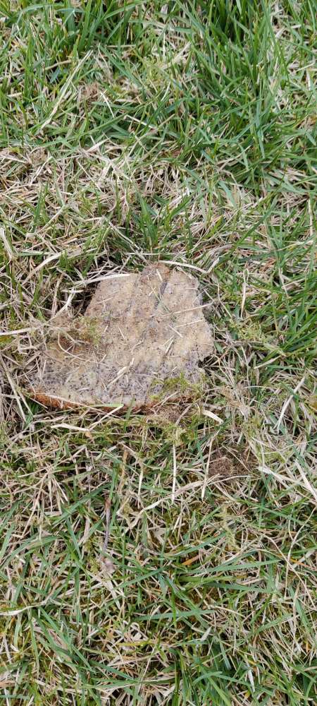 Giftköder-Giftköder auf Privatgrundstück gefunden-Profilbild