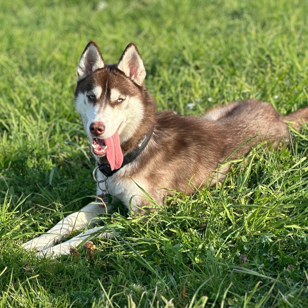 Hundetreffen-Playdates-Profilbild