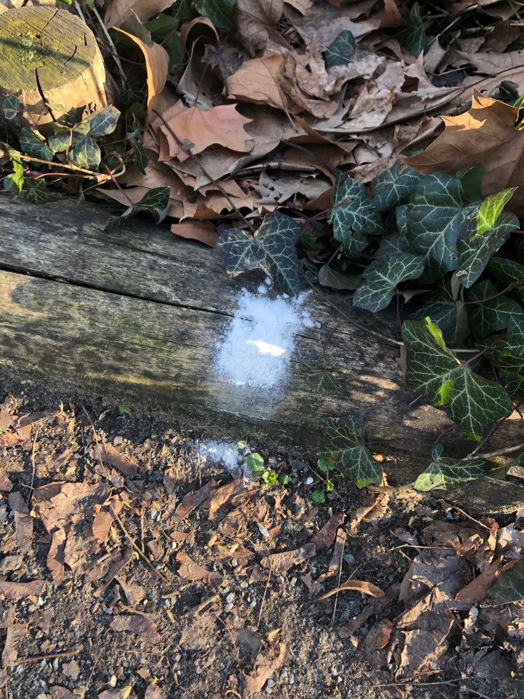 Giftköder-Weißes Pulver im Park am Hasensprung !-Profilbild