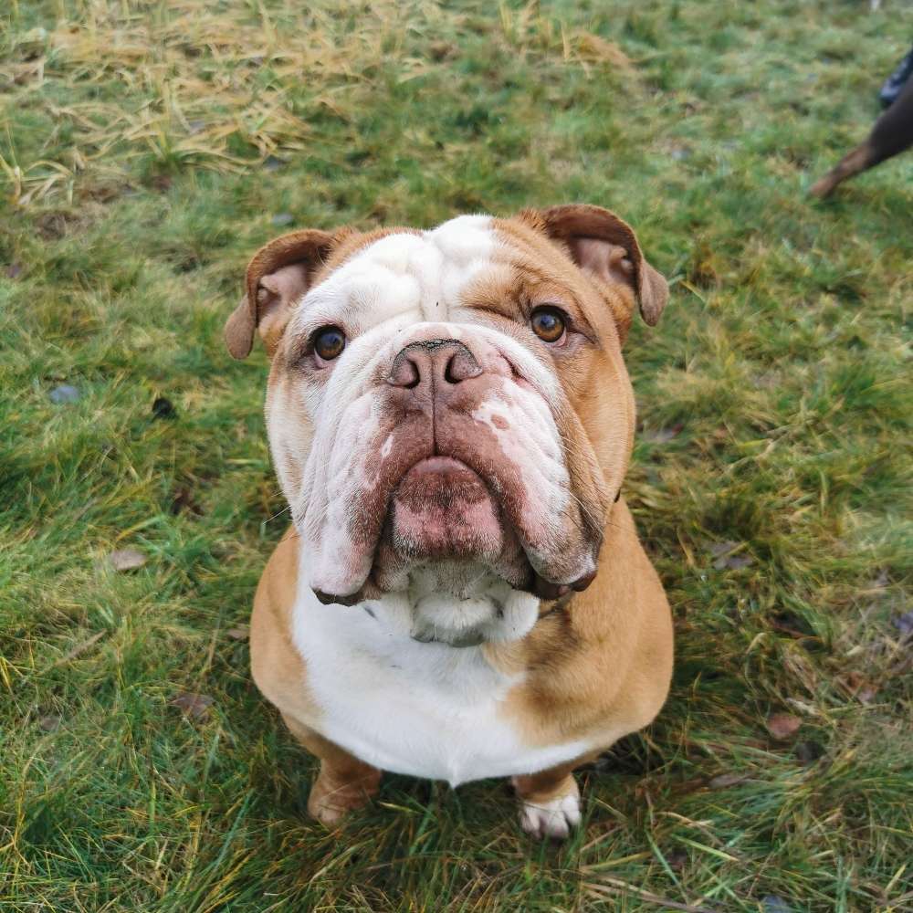 Hundetreffen-Die Bulldog-Runde 🐕 (Kreis Unna, Märkischer Kreis)-Profilbild