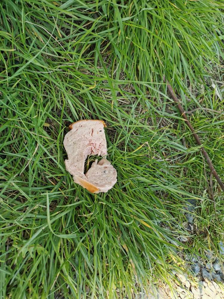 Giftköder-Möglicherweise Giftköder-Profilbild