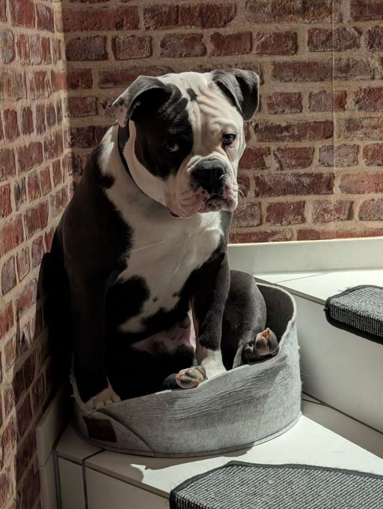 Hundetreffen-Spiel und Spaziergang-Profilbild