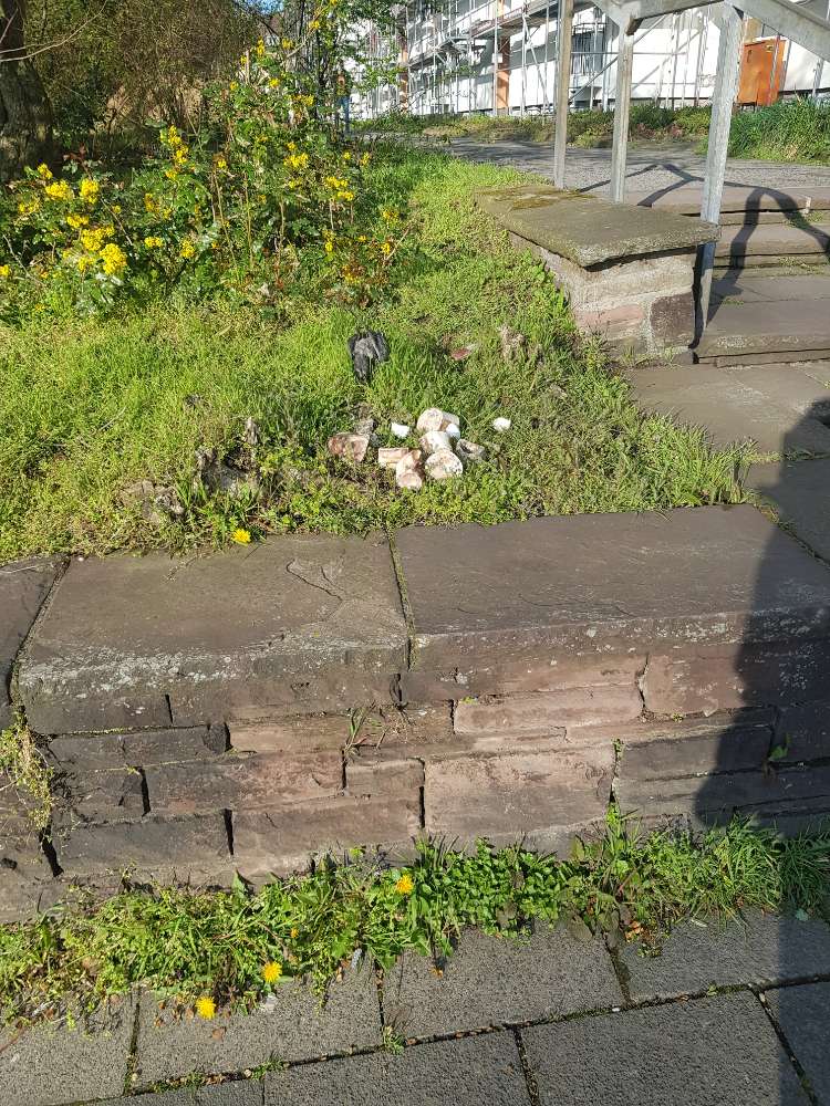 Giftköder-Rindermarkknochen, Eier, toter Vogel-Profilbild