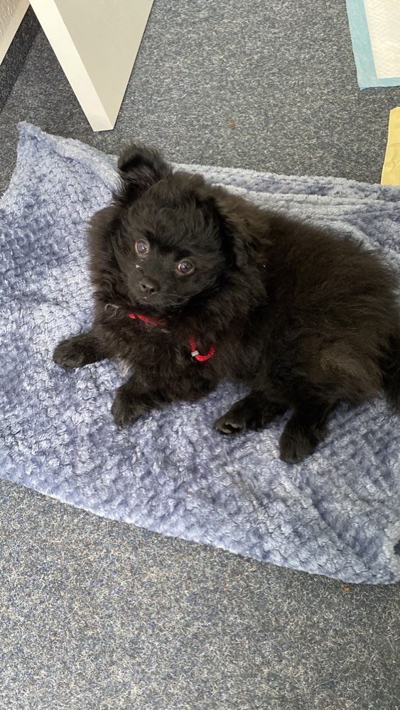 Hundetreffen-Welpentreffen mit kleinen Hunden-Profilbild