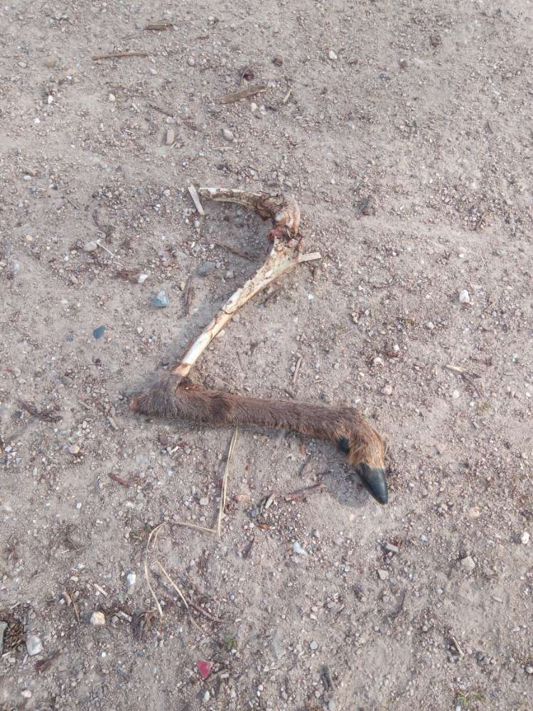 Giftköder-Rehbein-Profilbild