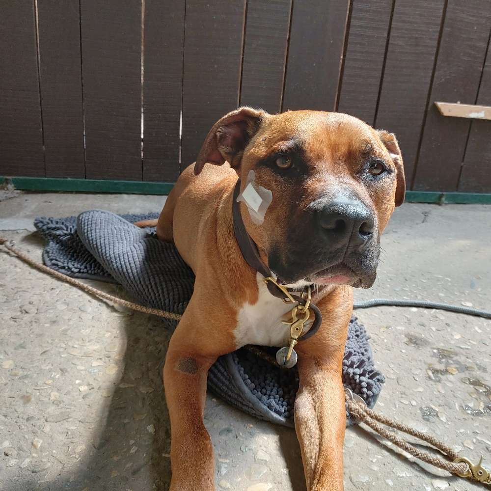 Hundetreffen-Hundebegegnungen-Profilbild