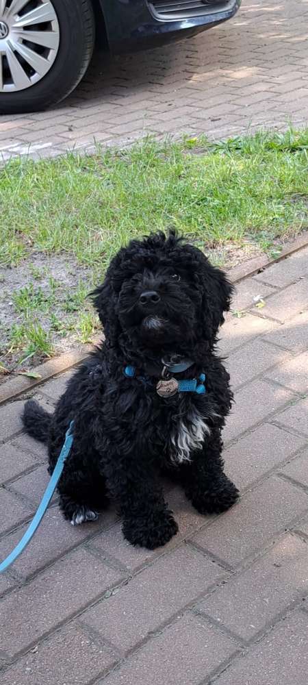 Hundetreffen-Junghund Kennenlernen ggf Social Walks-Profilbild