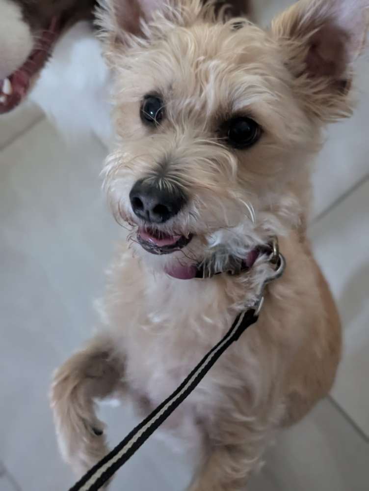 Hundetreffen-Hunde treffen-Profilbild