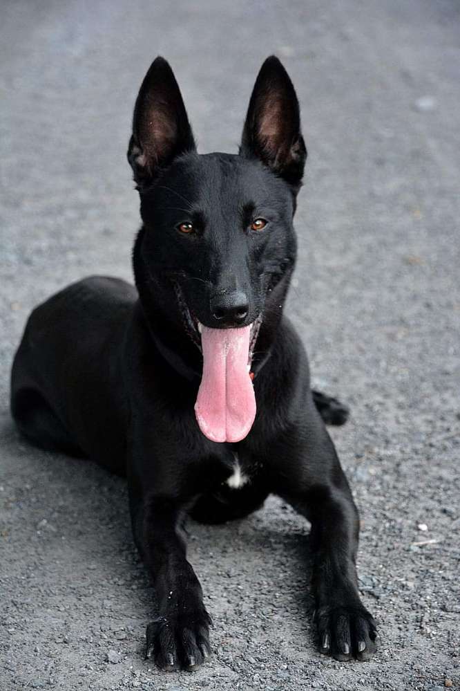 Hundetreffen-IGP Training-Profilbild