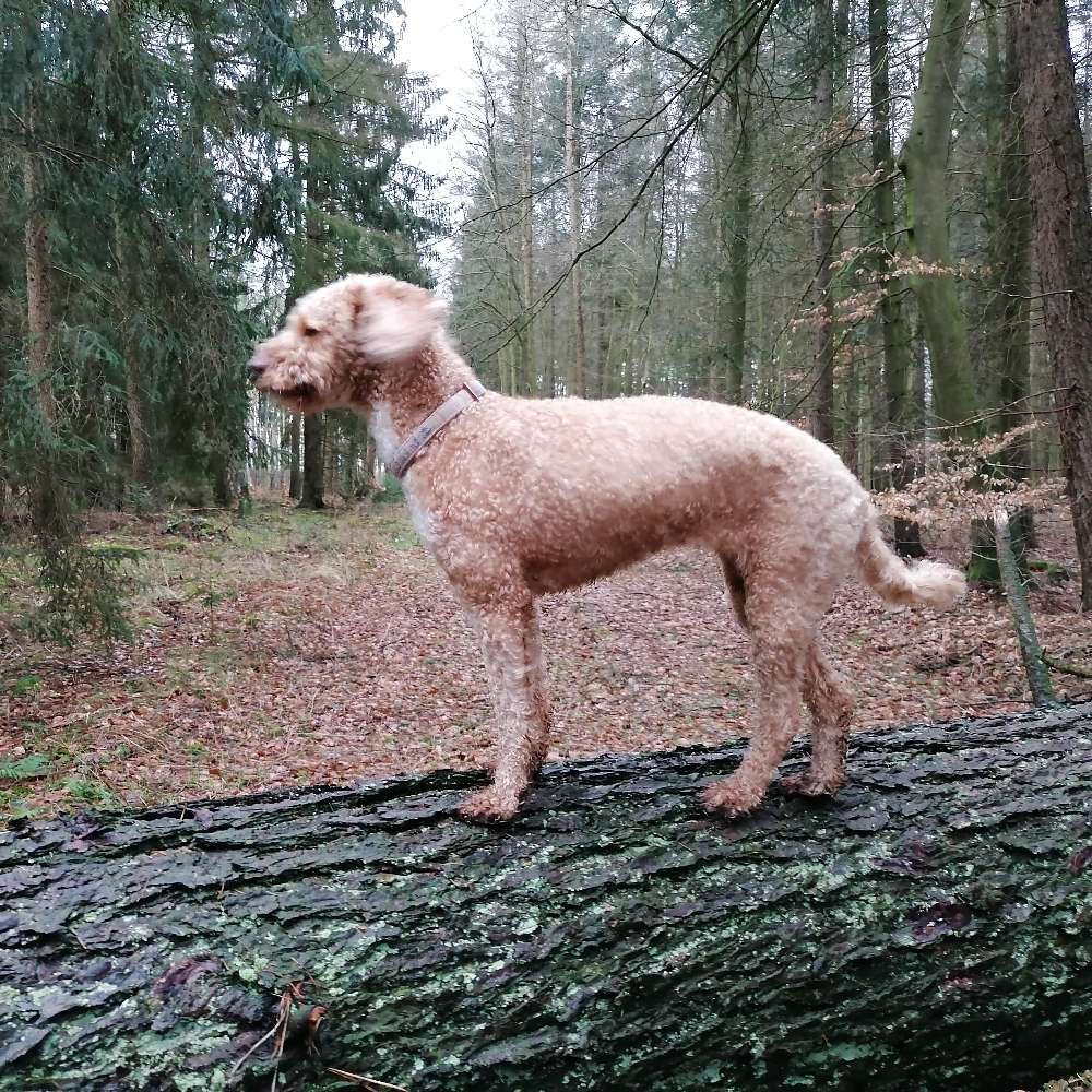 Hundetreffen-Zeit zum Spielen-Profilbild