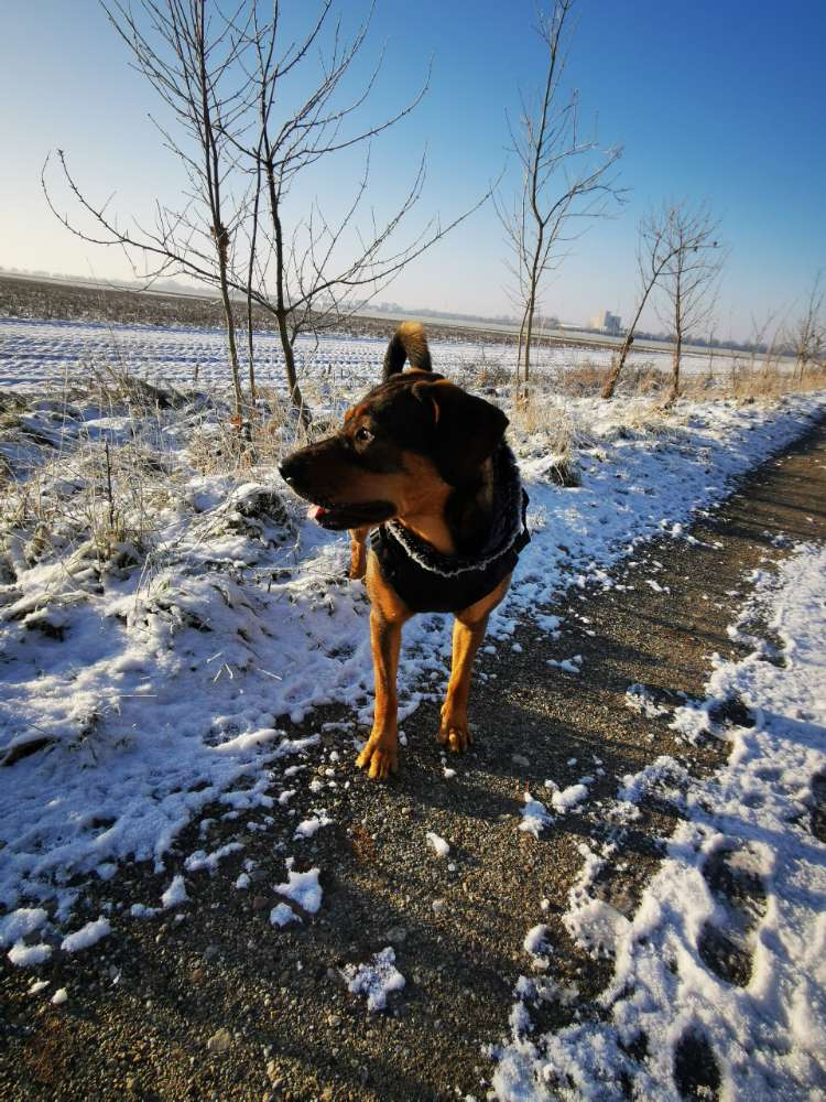 Hundetreffen-Spielkameraden gesucht-Profilbild