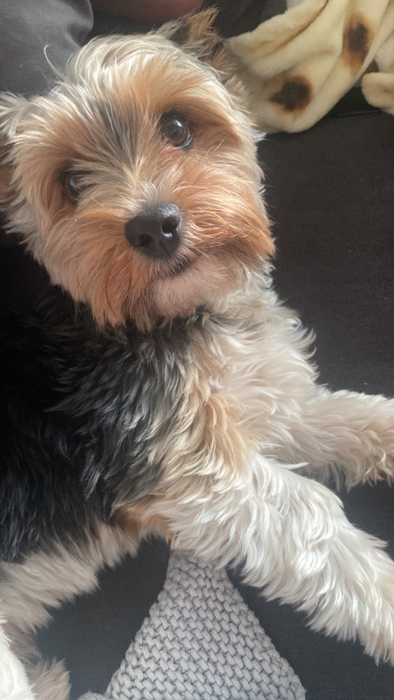 Hundetreffen-Spielen mit Tommy-Profilbild