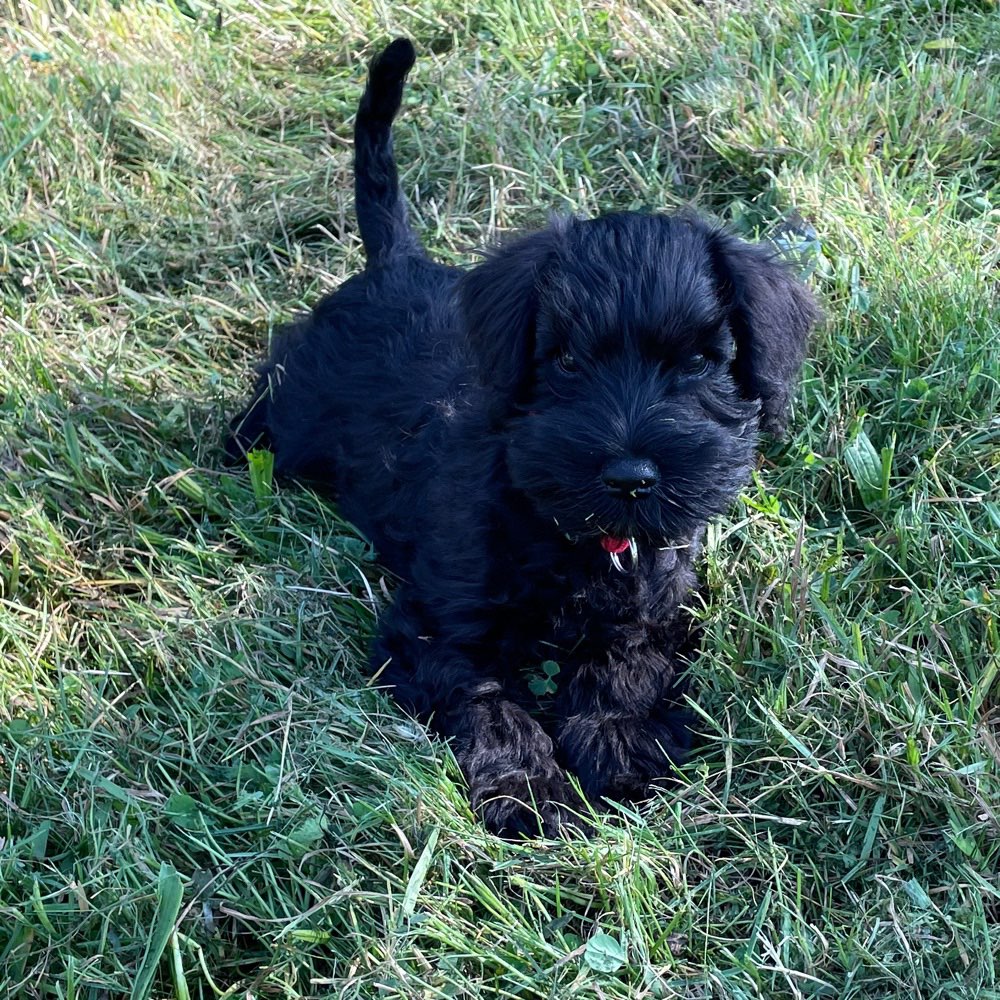 Hundetreffen-Welpentreffen-Profilbild