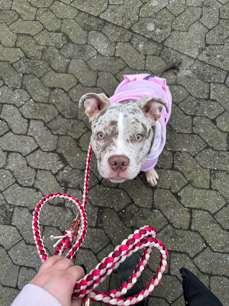 Hundetreffen-Treffen, Spaziergänge, Spielen-Profilbild