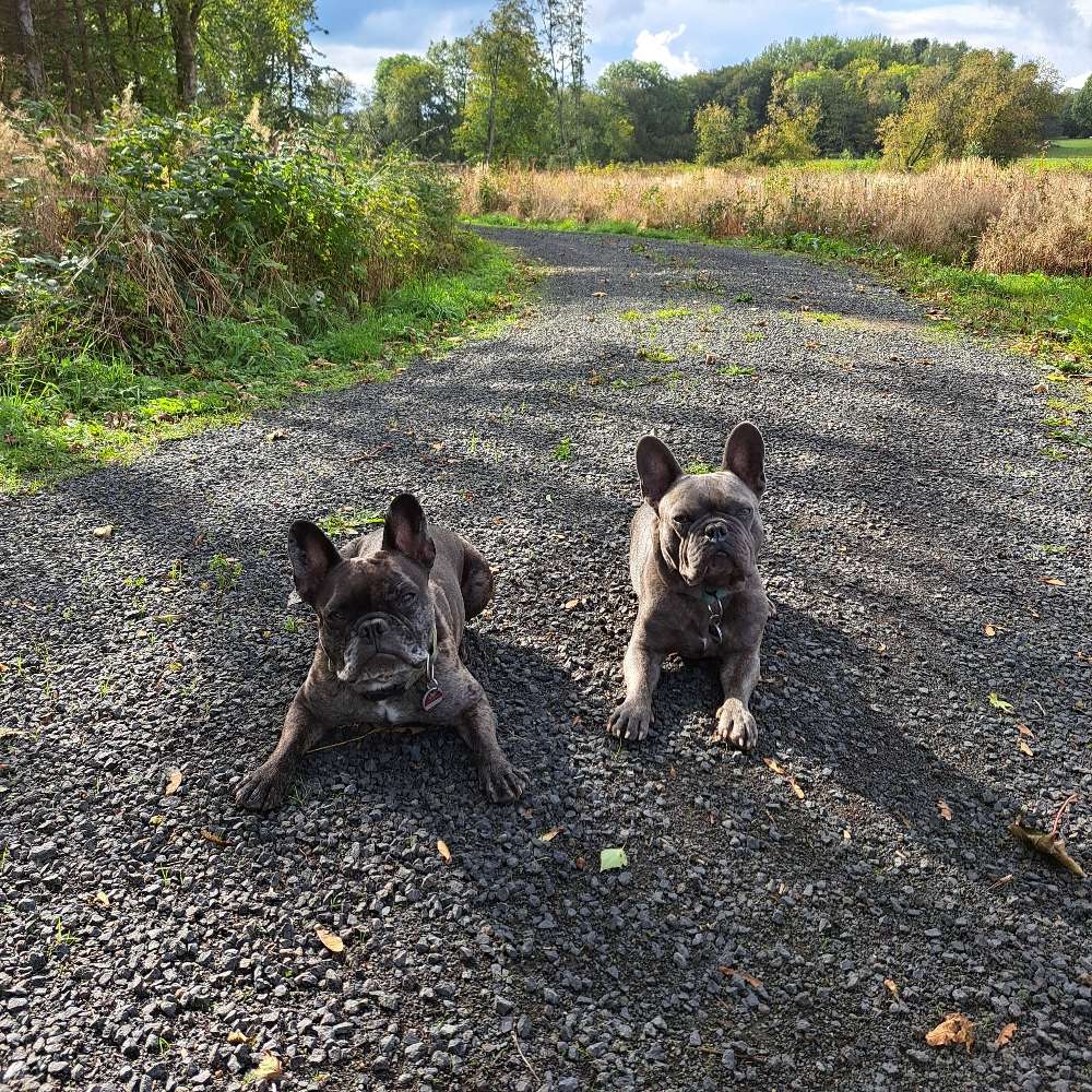 Hundetreffen-Gassi Runde-Profilbild