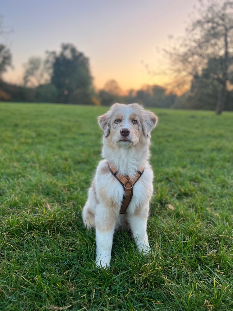 Hundetreffen-Neue Hundefreundschaften zum spielen und üben gesucht-Profilbild