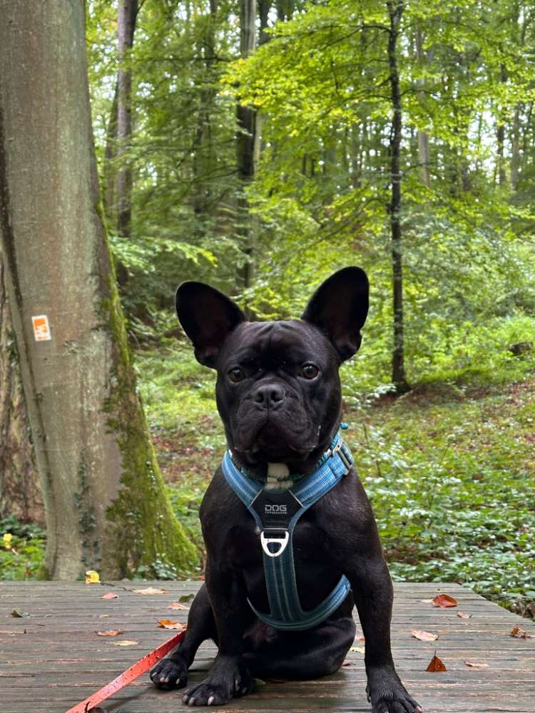 Hundetreffen-Spaziergang-Profilbild