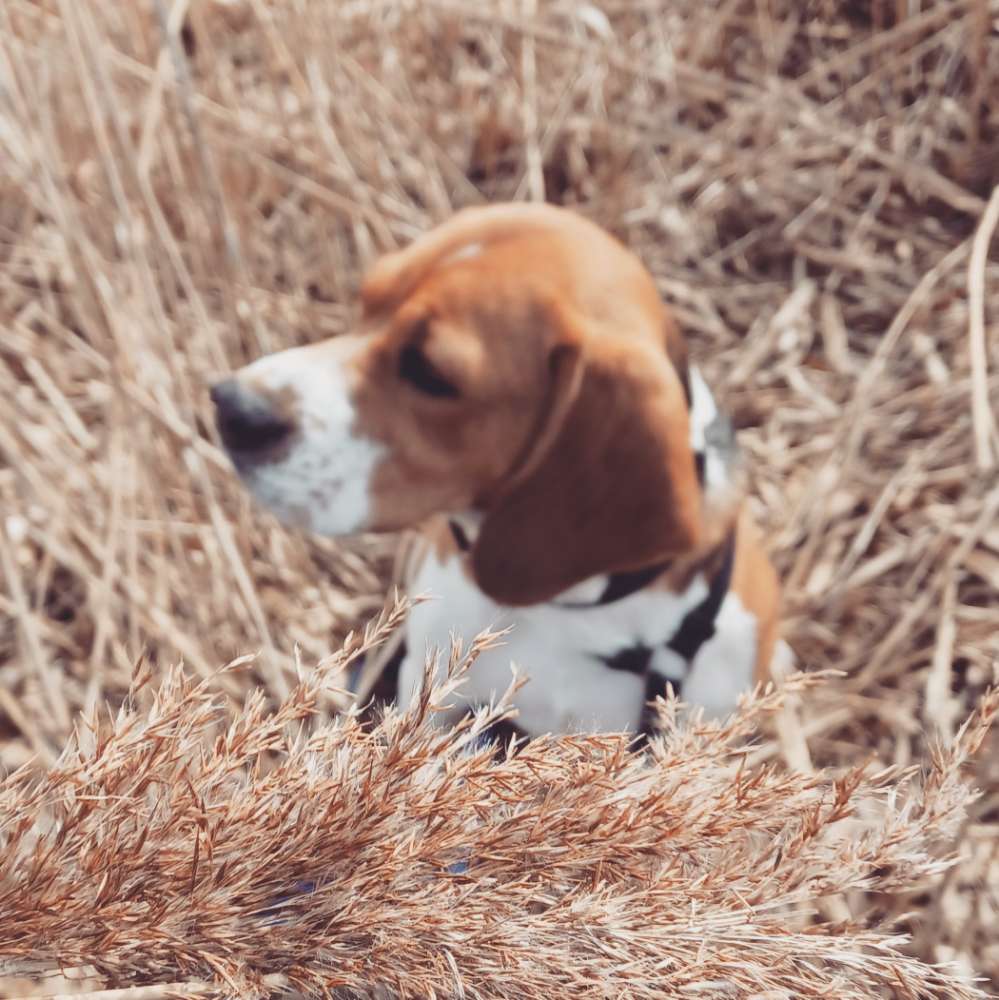 Hundetreffen-Verspielter Beagle sucht Kumpels zum Spielen und gemeinsamen Spaziergänge-Profilbild
