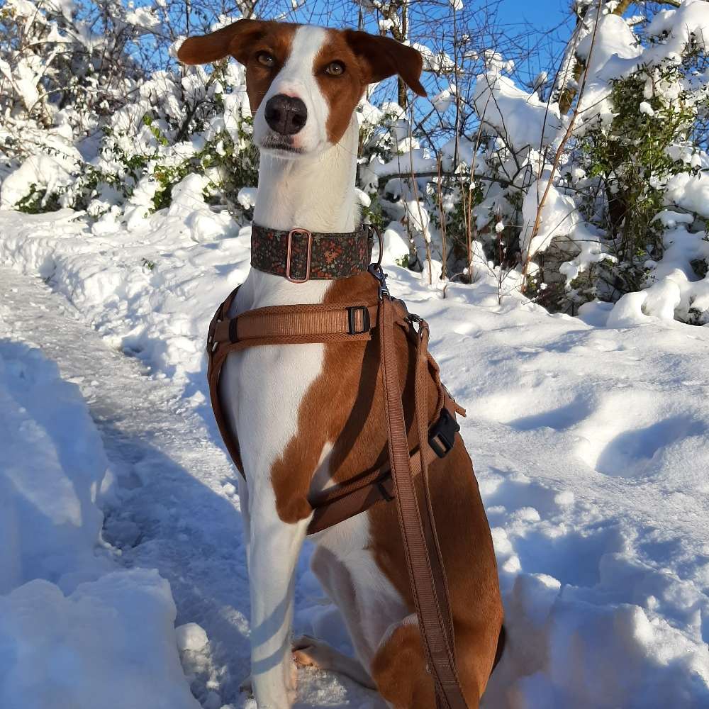 Hundetreffen-Podenco Mix Hündin sucht Spielpartner-Profilbild