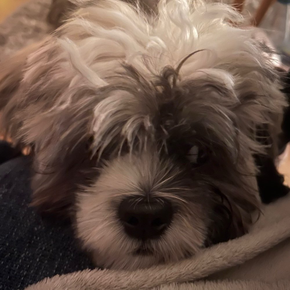 Hundetreffen-Spiel- und Gassirunde-Profilbild